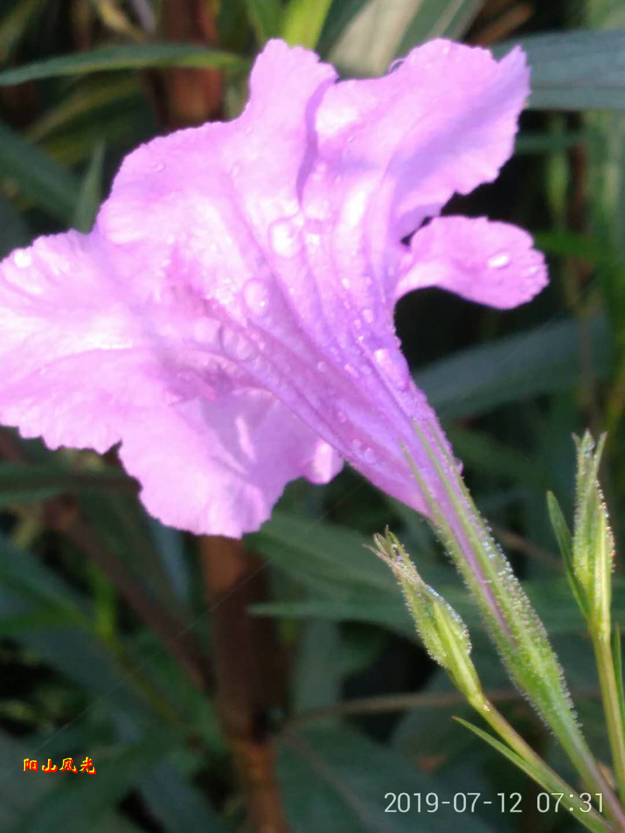 ���ض���